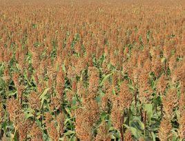 兩糯一號 兩糯一號