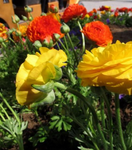 太空牡丹 太空牡丹