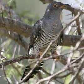 比島鴉鵑 比島鴉鵑