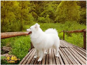 穿越OL代言狗“寶寶”