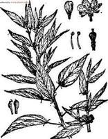 長果黃麻 長果黃麻