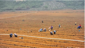 職業農民在工作