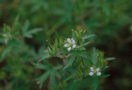 野老鸛草 野老鸛草