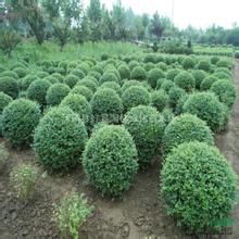 銀葉安息香 銀葉安息香