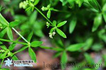 四葉葎（共8張）