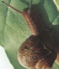 中華灰巴蝸牛 中華灰巴蝸牛