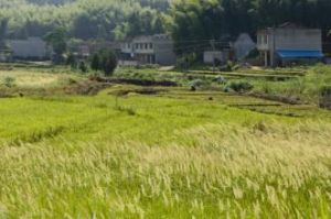 龜洋村[福建省寧德市壽寧縣鰲陽鎮]