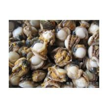 異紋櫛孔扇貝 異紋櫛孔扇貝