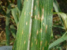 玉米葉斑病 玉米葉斑病