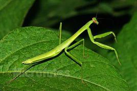 中華螳螂 中華螳螂