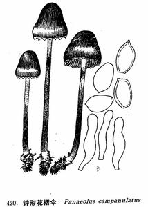 鐘形花褶傘 鐘形花褶傘