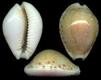 綠黃寶螺 綠黃寶螺