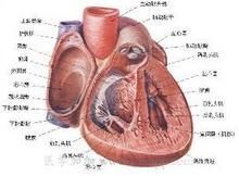 冠狀動脈解剖圖
