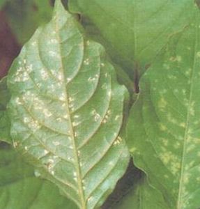 藥用植物牛膝白鏽病 藥用植物牛膝白鏽病