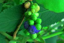 陽作仁原創扛板歸圖冊