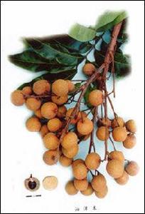 油潭本龍眼 油潭本龍眼