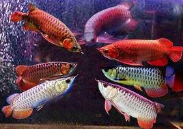 硬仆骨舌魚屬 硬仆骨舌魚屬