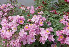 安琪兒[薔薇屬栽培品種]