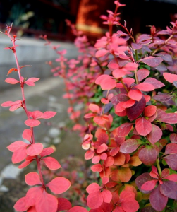 紫葉小檗 紫葉小檗