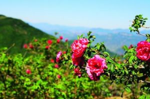 保加利亞玫瑰谷