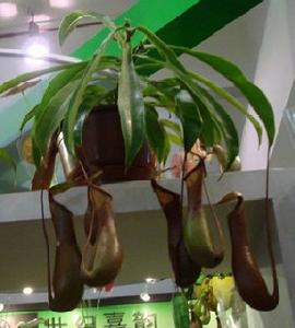 吃蚊子蒼蠅豬籠草