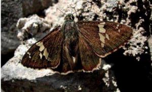 雙帶弄蝶 雙帶弄蝶