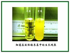 半強度MS液體培養基 半強度MS液體培養基