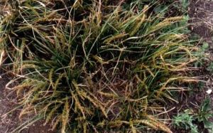 尖嘴苔草 尖嘴苔草