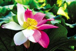 轉基因花 轉基因花