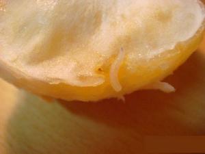 廣源桔子事件 廣源桔子事件