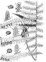 哈巴蛾眉蕨(變種) 哈巴蛾眉蕨(變種)