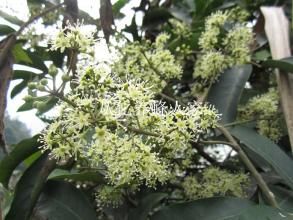 星毛鵝掌柴 星毛鵝掌柴