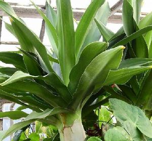 亞洲文殊蘭 亞洲文殊蘭