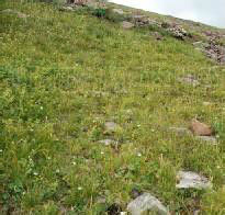 仲巴蠅子草 仲巴蠅子草