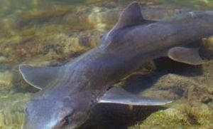 細須雅鯊 細須雅鯊