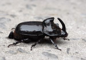 蒙瘤犀金龜 蒙瘤犀金龜