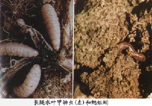 長腿水葉甲 長腿水葉甲