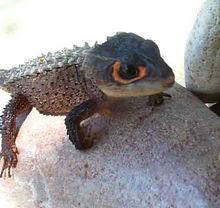 長大的紅眼鷹蜥