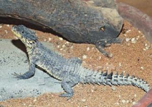 非洲蜥蜴科 非洲蜥蜴科