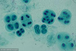 黏球藻屬 黏球藻屬