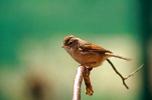 棕頭雀鶥的生境