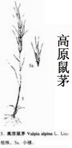 高原鼠茅2