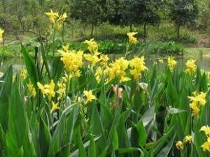 挺水植物 挺水植物