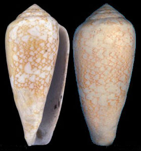 番紅花芋螺 番紅花芋螺