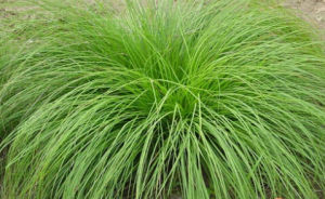 仙台苔草 仙台苔草