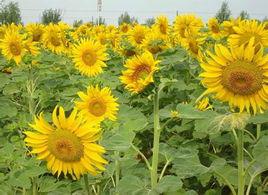 星火花葵 星火花葵