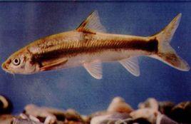 大理裂腹魚 大理裂腹魚