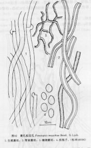 黃孔擬層孔 黃孔擬層孔