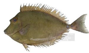 網紋鼻魚 網紋鼻魚