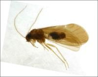 巫峽革叉齧 巫峽革叉齧